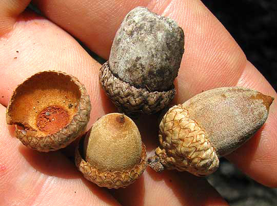 Texas Red Oak, QUERCUS BUCKLEYI, acorns