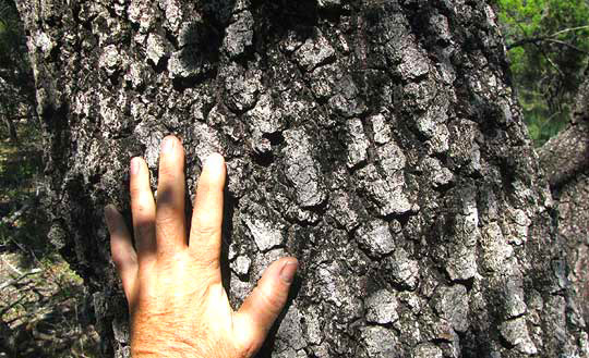 Texas Red Oak, QUERCUS BUCKLEYI, bark