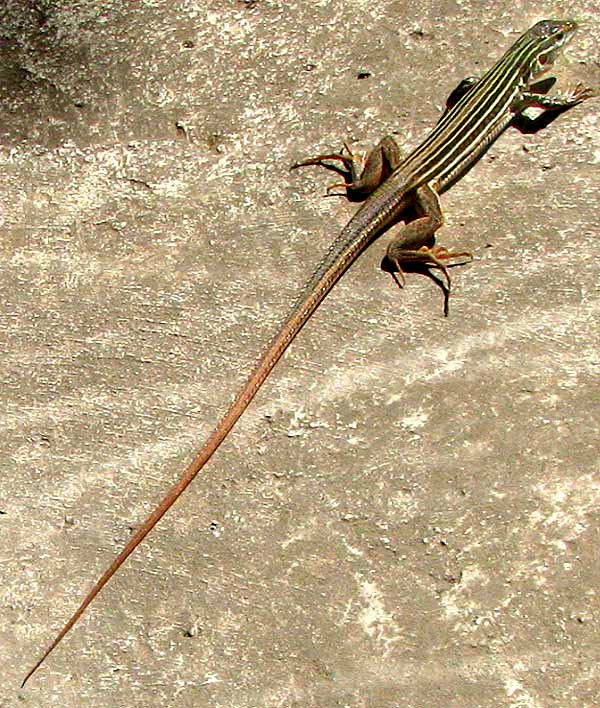 Texas Spotted Whiptail, ASPIDOSCELIS GULARIS