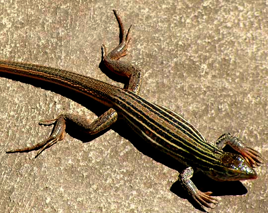 Texas Spotted Whiptail, ASPIDOSCELIS GULARIS, front view