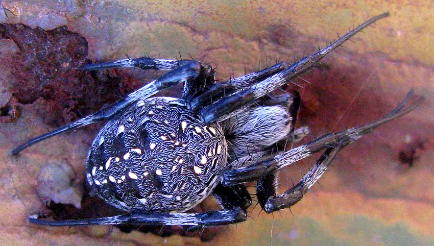 Western Spotted Orbweaver, NEOSCONA OAXACENSIS, top view