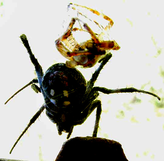 Western Spotted Orbweaver, NEOSCONA OAXACENSIS, with silk-bundled exoskeleton