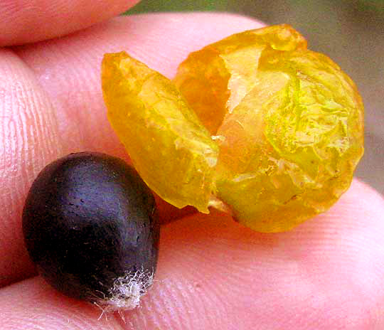 Western Soapberry, SAPINDUS SAPONARIA var. DRUMMONDII, fruit and black seed