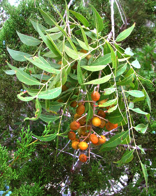 Western Soapberry, SAPINDUS SAPONARIA var. DRUMMONDII, leaves and fruits