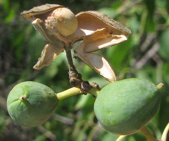 Chinese Tallow Tree, TRIADICA SEBIFERA, fruits and seed