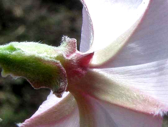 Texas Bindweed, CONVOLVULUS EQUITANS, calyx and sepals