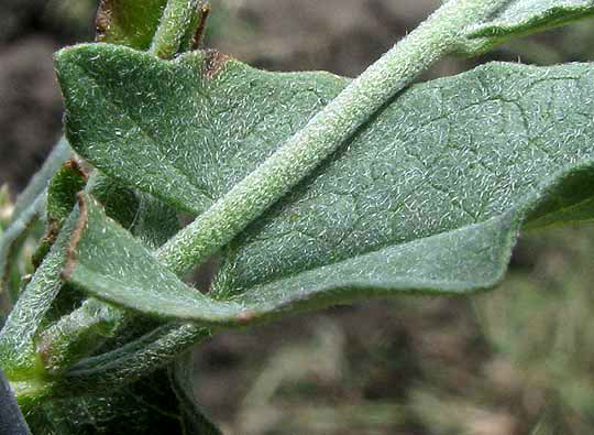 Texas Bindweed, CONVOLVULUS EQUITANS, hastate leaf base