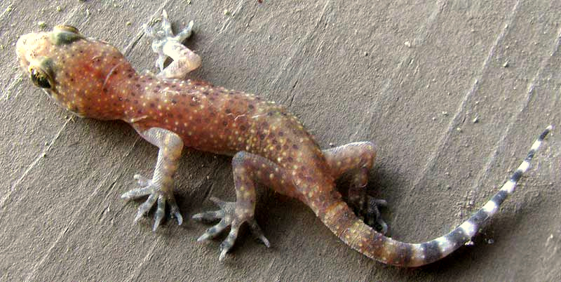 Mediterranean House Gecko, HEMIDACTYLUS TURCICUS
