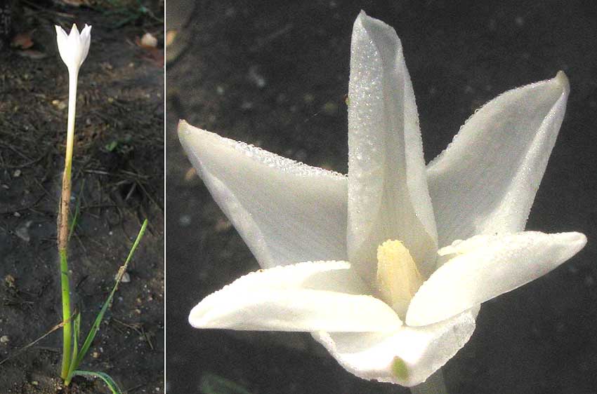 Rain Lily, COOPERIA DRUMMONDII