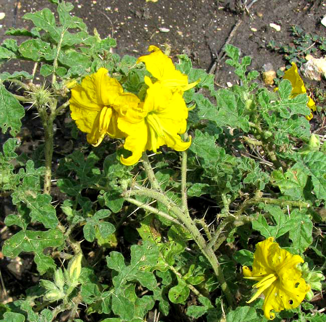 Buffalo Bur, SOLANUM ROSTRATUM