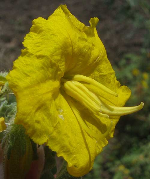Buffalo Bur, SOLANUM ROSTRATUM, flower