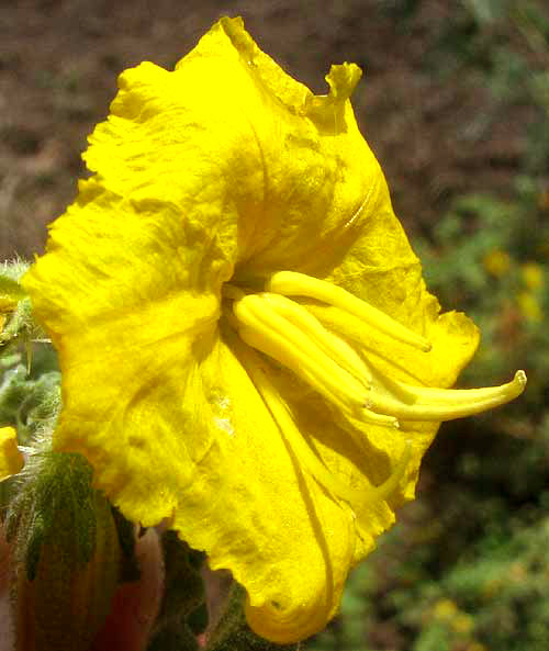 Buffalo Bur, SOLANUM ROSTRATUM, flower