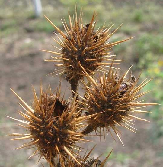 Buffalo Bur, SOLANUM ROSTRATUM, mature fruits