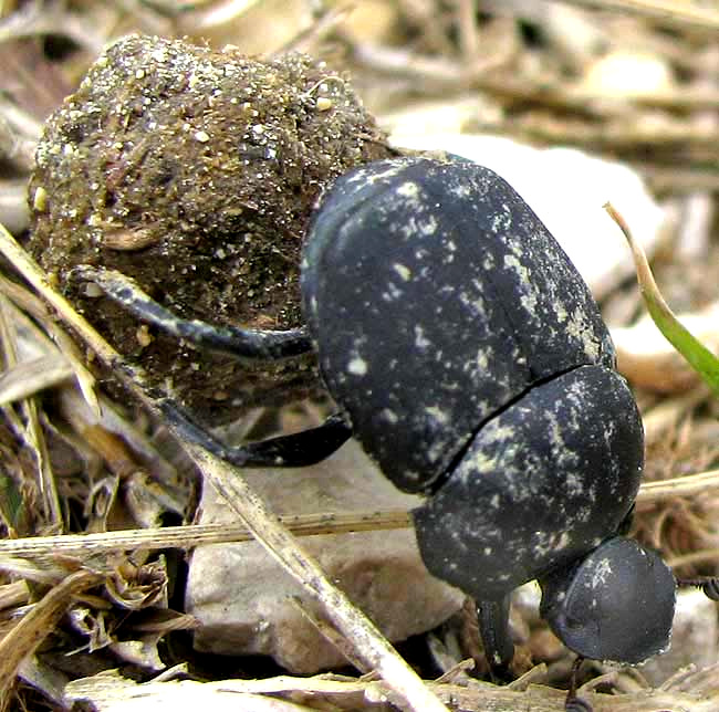 dung beetle