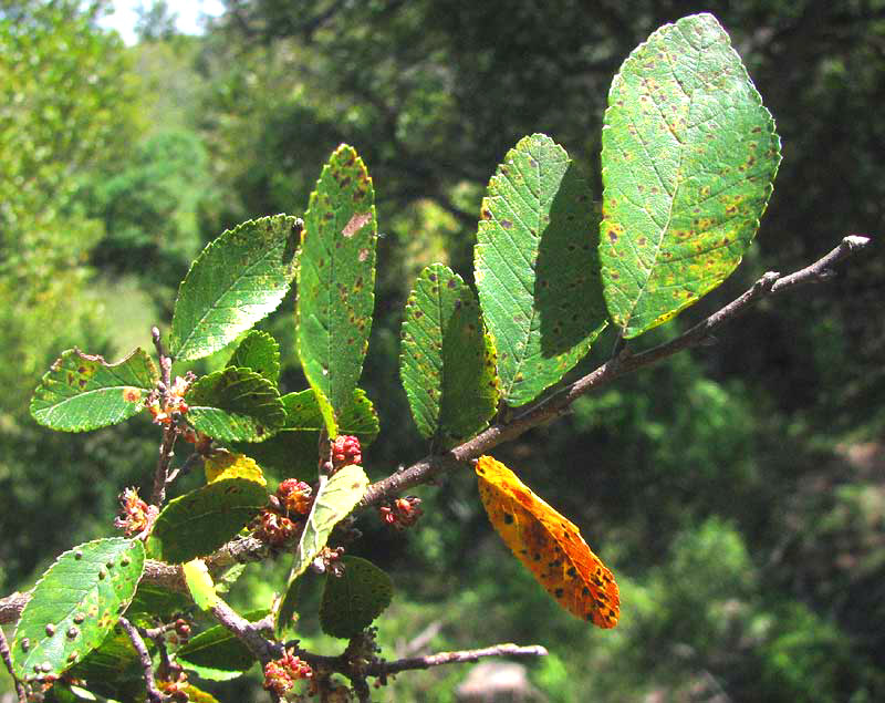 Cedar Elm, ULMUS CRASSIFOLIA, leaves and flowers