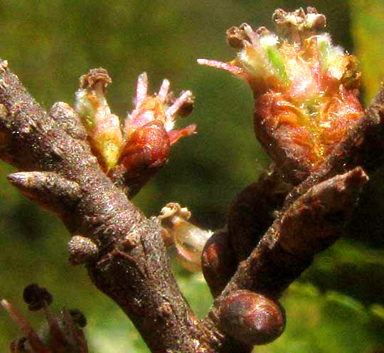 Cedar Elm, ULMUS CRASSIFOLIA, flowers