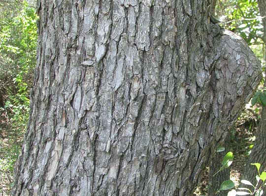 Cedar Elm, ULMUS CRASSIFOLIA, bark