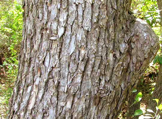 Cedar Elm, ULMUS CRASSIFOLIA, bark