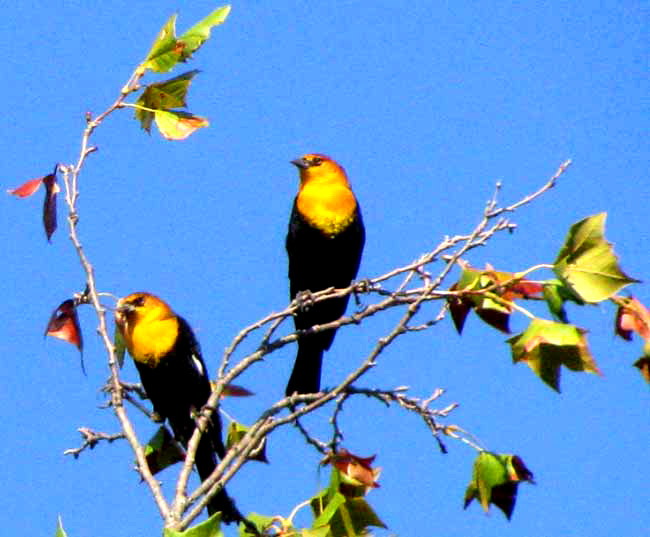 Yellow-head Blackbird, XANTHOCEPHALUS XANTHOCEPHALUS