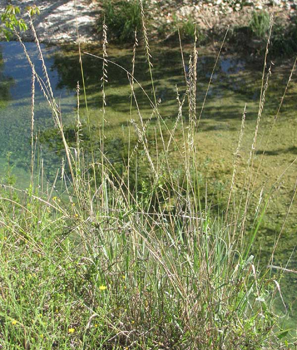 Sideoats Grama, BOUTELOUA CURTIPENDULA