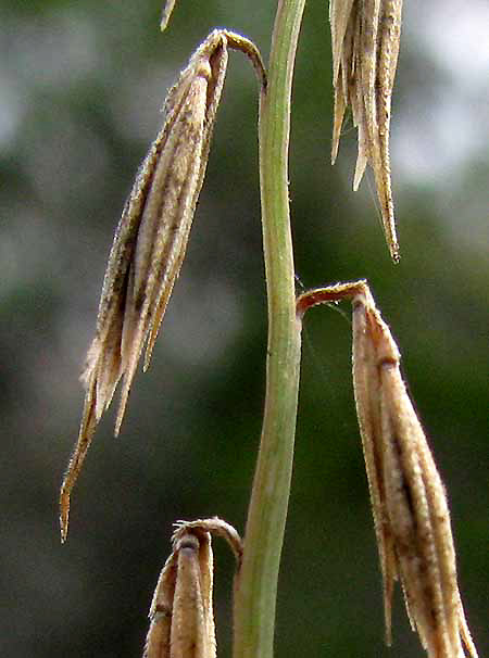 Sideoats Grama, BOUTELOUA CURTIPENDULA, groups of spikelets