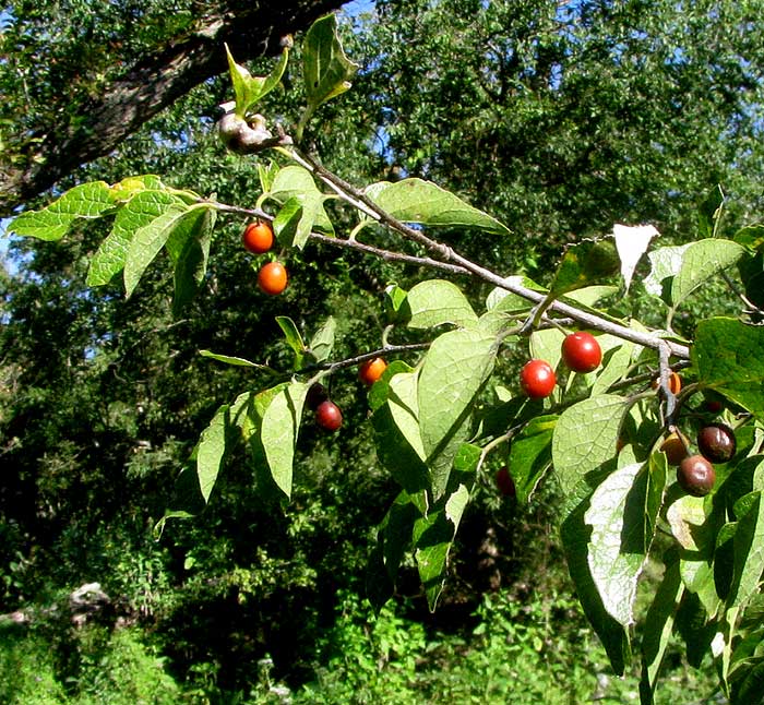 Netleaf Hackberry, CELTIS RETICULATA, leaves and red fruits