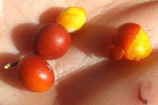 Netleaf Hackberry, CELTIS RETICULATA, fruits and seeds