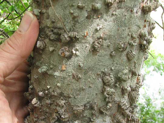 Netleaf Hackberry, CELTIS RETICULATA