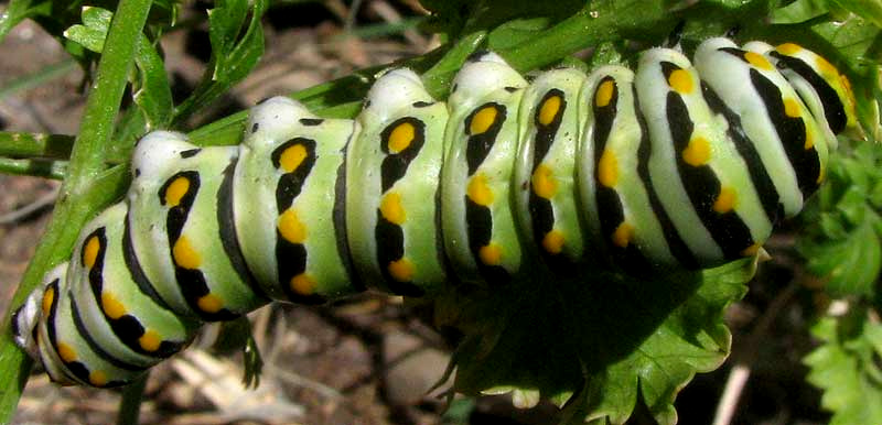 BLACK SWALLOWTAIL CATERPILLAR