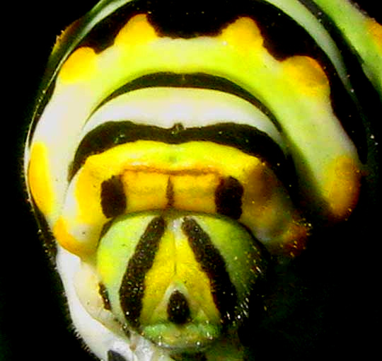 BLACK SWALLOWTAIL CATERPILLAR, "face"