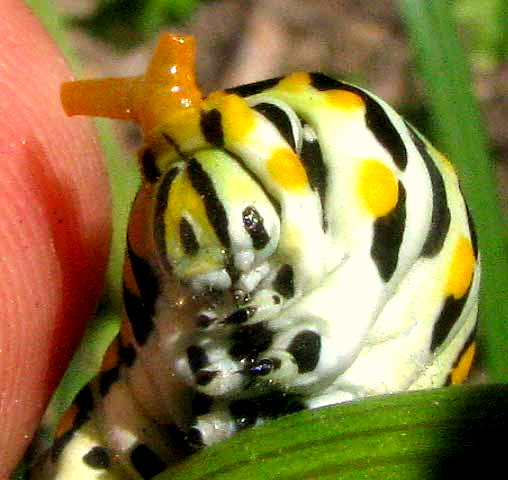 BLACK SWALLOWTAIL CATERPILLAR, with osmeterium