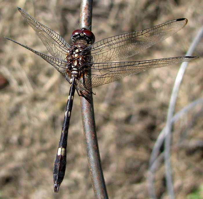 Swift Setwing, DYTHEMIS VELOX