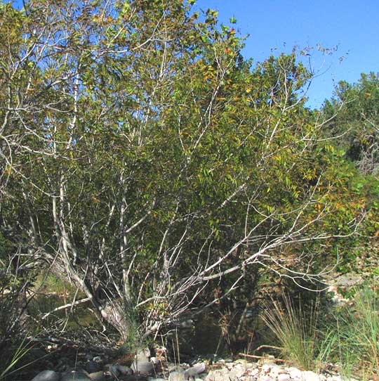 Little Walnut, JUGLANS MICROCARPA, tree