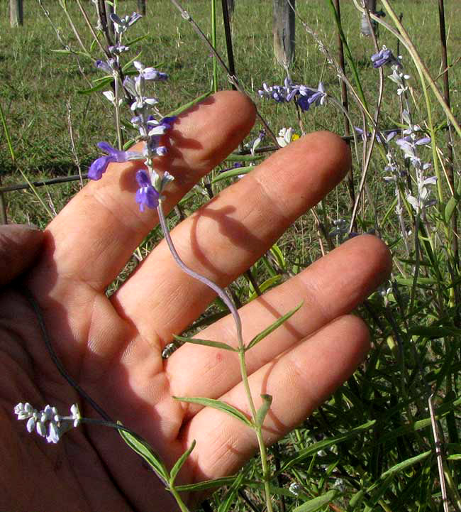 Mealy Sage, SALVIA FARINACEA