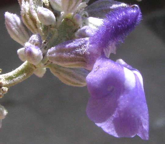 Mealycup Sage, SALVIA FARINACEA, flowers with calyx