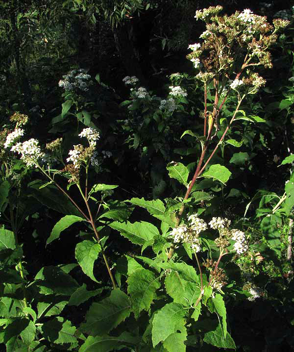 Frostweed, VERBESINA VIRGINICA