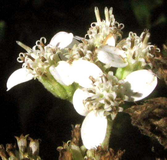 Frostweed, VERBESINA VIRGINICA, flowering heads