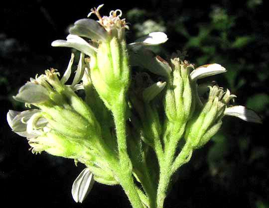 Frostweed, VERBESINA VIRGINICA, involucral bracts