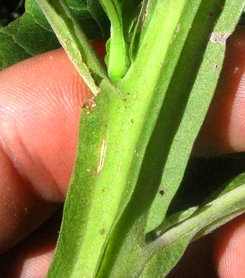 Frostweed, VERBESINA VIRGINICA, wings on stem