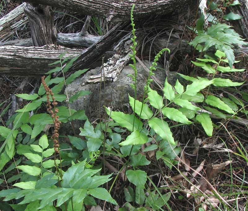 Flowering Fern, ANEMIA MEXICANA