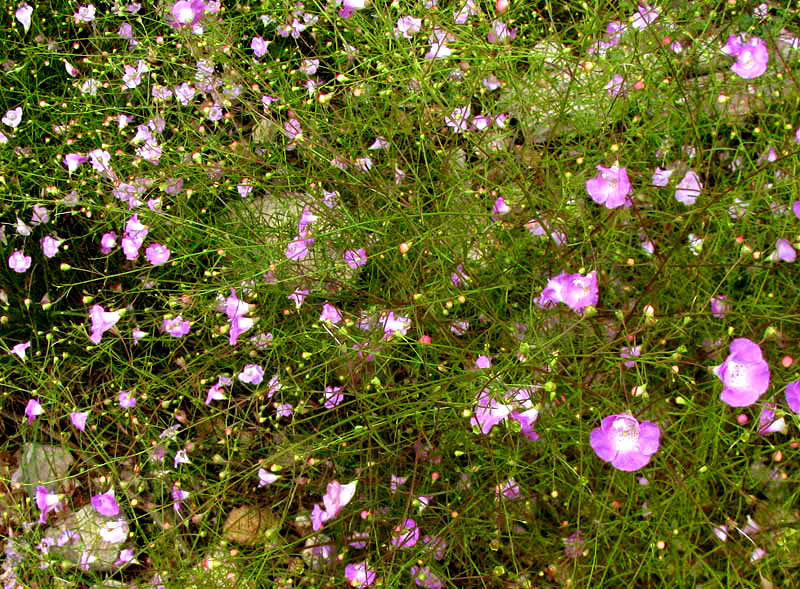 Plateau Agalinis, AGALINIS EDWARDSIANA