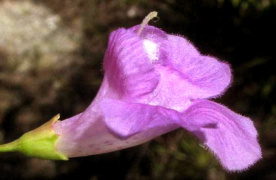 Plateau Agalinis, AGALINIS EDWARDSIANA, flower side view