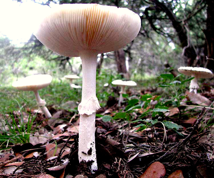 Destroying Angel, AMANITA BISPORIGERA