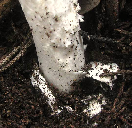 Destroying Angel, AMANITA BISPORIGERA, stem arising from volva or cup