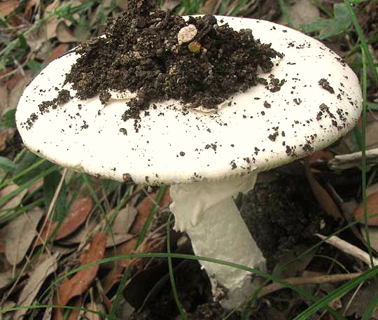 Destroying Angel, AMANITA BISPORIGERA