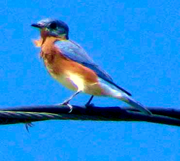 male Eastern Bluebird