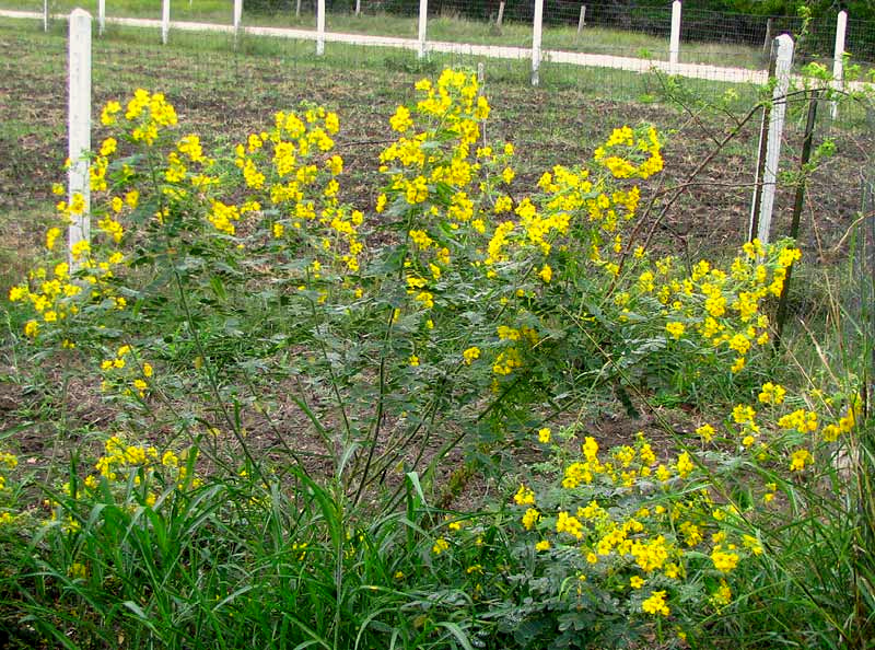 Velvet Leaf Senna, SENNA LINDHEIMERIANA