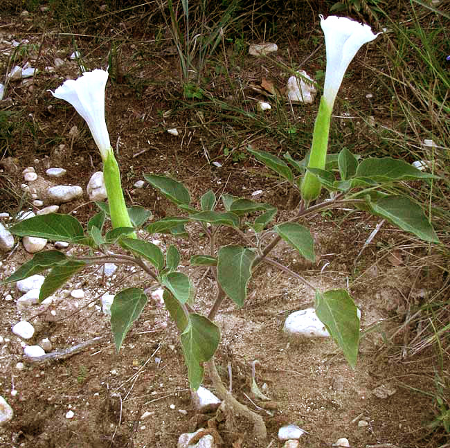 Thorn Apple, DATURA INNOXIA