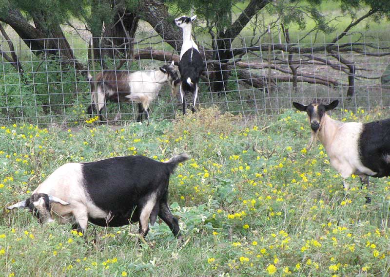 ALPINE GOATS