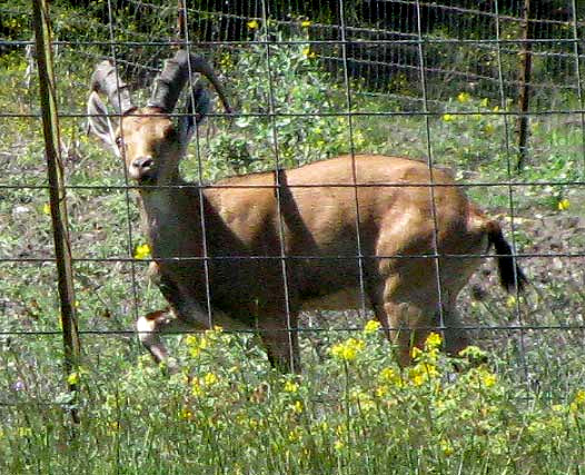 Nubian Ibex, CAPRA NUBIANA